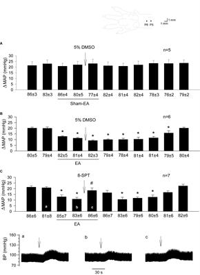 Adenosine Receptor A2a, but Not A1 in the rVLM Participates Along With Opioids in Acupuncture-Mediated Inhibition of Excitatory Cardiovascular Reflexes